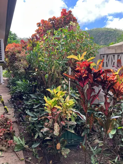A colourful croton garden bed beside a brick house