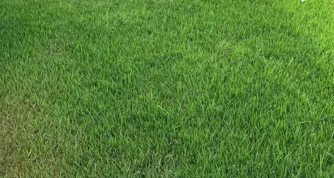 A freshly mown lawn with neat edges
