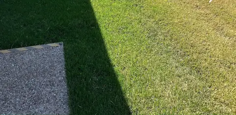 Mown lawn by the fence line